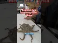 Download Lagu Skill Memotong Gurita #shorts #skill #gurita #octopus #sashimi #japanesefood #seafood