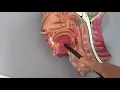 oral cavity tongue pharynx anatomy model lab