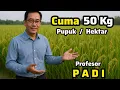 Download Lagu ‼️Profesor Padi‼️Lahan 1 Hektar Cuma Makan Pupuk 50 Kg‼️Petani Padi Wajib Nonton‼️Racik Pupuk Padi 💯