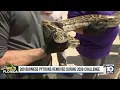 Snake hunter captures 96 pythons to win Florida Python Challenge