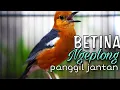 Download Lagu Anis Merah Betina Gacor Ngeplong Memanggil Jantan Biar Bunyi