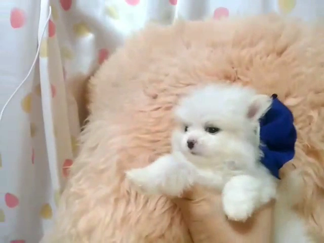 動画