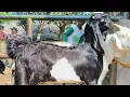 Download Lagu 750 ribu !! Bakalan Jantan Super Harga Murah Meriah !! Pasar Kambing Tuban 