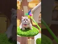Download Lagu Beutfull kittens apt #cat #love #funny #cat #bongocat #brunomars #apt