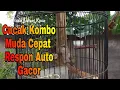Download Lagu Pancingan Cucak Kombo macet Bunyi, Kecial Kombok gacor Ngeker