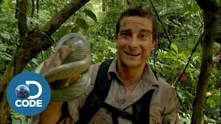 bear grylls in borneo jungle man vs wild 4 6 