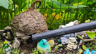 Garden Gnome House Was FULL of Angry Yellow Jackets! 2 Nests Removed!