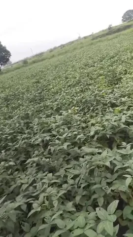 Nano Urea का इस्तेमाल नई तकनीक से, Pratapgarh के किसान को बंपर फायदा | वनइंडिया हिंदी