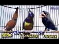 Download Lagu BESETAN TAJAM TEMBAKAN KASAR MENAKUTKAN || C,CUNGKOK VS CILILiN VS TENGKEK BUTO