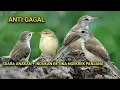 Download Lagu SUARA PIKAT CIBLEK SAWAH/KLIK KLIK KHUSUS YANG SUSAH TURUN.