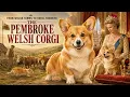 Pembroke Welsh Corgi - From Fearless Cattle Driver to a Royal Lapdog Full History Explained