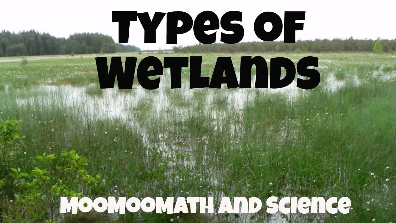 Types of Ecosystems-Wetlands-Marshes,Swamps,Bogs, and Fens