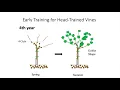 My Backyard Vineyard Season 1 Episode 2 Early Training of Vines