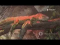 Iguana care 101 your Ultimate Guide