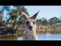 What Do Kangaroos Eat