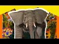 Elephants vs African Wild Dogs How Animals Stay Cool Full Episode Animals Show for Kids