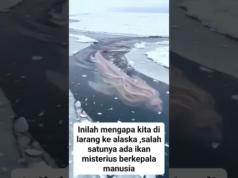 Viral Penampakan Ikan Berkepala Manusia #shorts