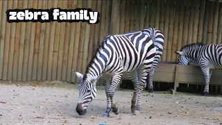 Nature’s Living Patterns