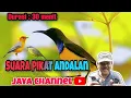 Download Lagu Suara Pikat Semua Jenis Burung Andalan Master #JAYA CHANNEL Terampuh ✔