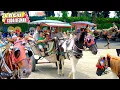 Download Lagu KUDA DELMAN ISTIMEWA ‼️ KUMPULAN LAGU NAIK KUDA DELMAN 2024 | KUDA | NAIK KUDA | KUDA DELMAN | HORSE