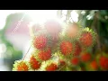 Download Lagu Rambutan with Natural Ai Yu Jelly 红毛丹艾玉冰