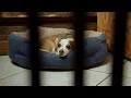 Help Clear Overcrowded Shelters by Flying Pets to Freedom