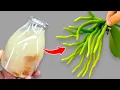 Download Lagu 100 keer sterker dan knoflook! De zwakste orchidee wordt direct sterk en bloeit.
