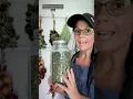 3 ways to use MULLIEN leaves
