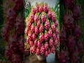 Download Lagu New planting skills to harvest more dragon fruit #shorts #satisfying #farming