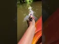 Girl Handles a Huge Fishing Spider While Kayaking