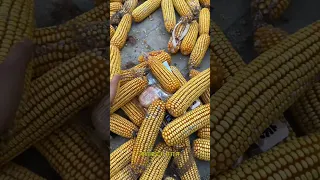                     دندنها
