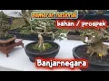 Kontes bonsai pamnas kelas bahan/prospek di stadion banjarnegara jawatengah