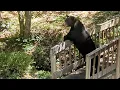 Bear Ruby and Crew Mistress of her own Domain