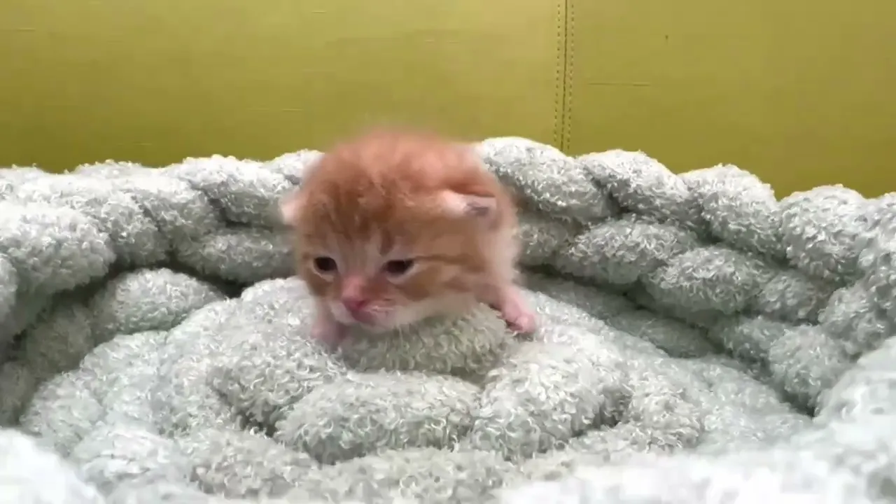 動画