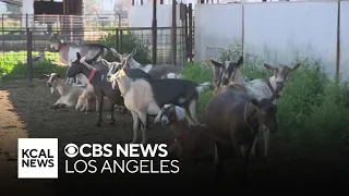 Download Goats stolen from Ontario farm, Disneyland expansion plans approved, Next Weather forecast MP3