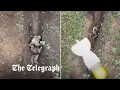 Lagu Moment Russian soldier catches and throws away Ukrainian 'drone bombs'