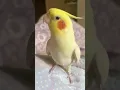 Download Lagu Cutest Cookie Song Ever 🍪🎶😍 #cockatielscraze