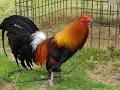 Gamefowl History The Legacy of McLean Hatch