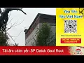 Download Lagu Miễn phí âm nhà yến SP Datuk Gaul King Root Original 128K