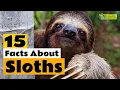 15 Facts About Sloths - Learn All About Sloths