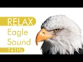 8 hours of Eagle Sounds Relax Calm Dreams Sleep Solfeggio 741Hz Sound Yoga Sound Spa