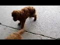 Miniature Poodle Puppies For Sale