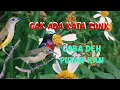 Download Lagu suara pikat burung kolibri ninja dan pijantung ribut