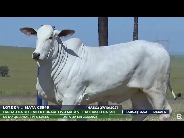 Novilha Nelore MATA-C3949