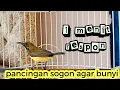 Download Lagu PANCINGAN SOGON BAHAN OMBYOKAN CEPAT RESPON  #pancingansogonagarbunyi #pancingansogonijo #sogongacor