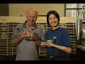 Download Lagu FANCIERS - An Australian short film about pigeon racing