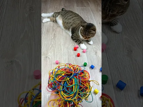 Cat Barsik Cubes 🌈⭕ Reverse video #asatisfyingvideofamily #cat #reverse