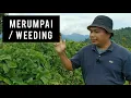 Download Lagu Teknologi Penanaman Penutup Bumi Ladang Durian / 榴莲园的覆盖作物技术 /Covercrop Technology For Durian Farming