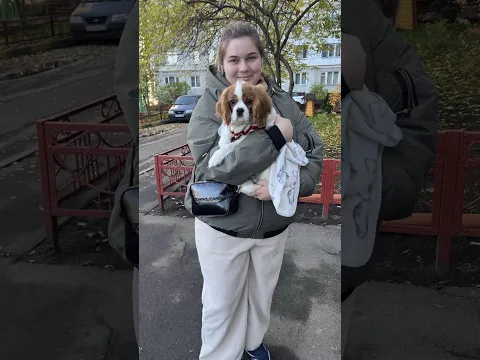 Кавалер Кинг Чарльз спаниель 🚂  Тюмень – Москва Официальная РЖД Доставка животных по России. #ккчс