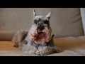 Miniature Schnauzer Dogs 101 Is a Miniature Schnauzer Dog Right For You